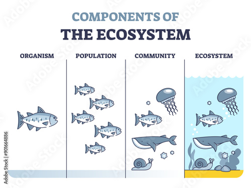 Components of environmental ecosystem with organism, population and community outline diagram, transparent background. Educational labeled biology classification levels.