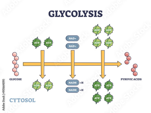 Glycolysis as metabolic pathway for glucose convertion to pyruvic acid outline diagram, transparent background. Labeled chemical scheme with free energy release process as ATP formation.