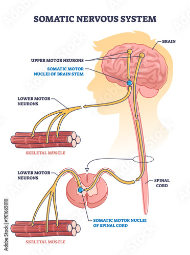 Somatic nervous system with human brain impulse to muscle outline diagram, transparent background.Labeled educational upper motor neurons and nuclei of brain stem description illustration.
