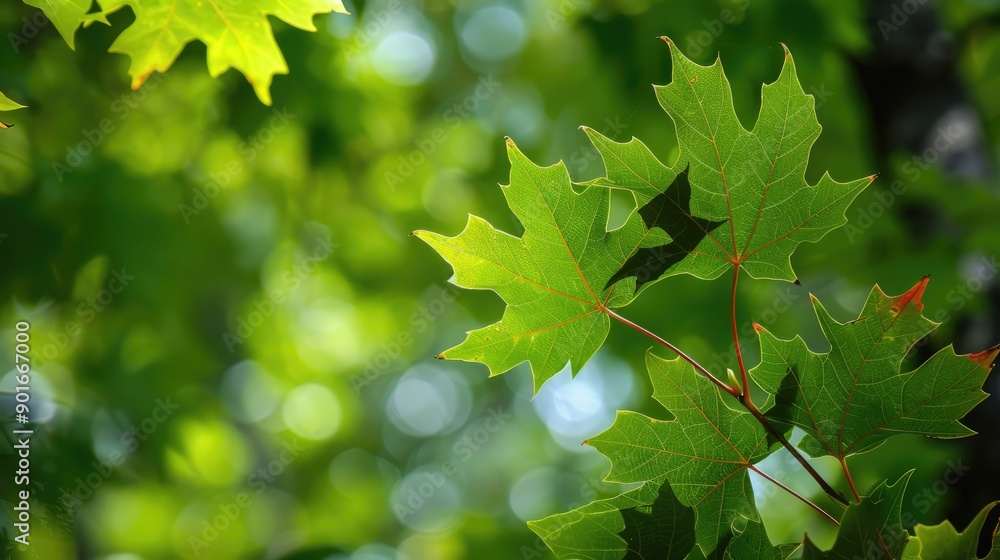 Leaves with a green backdrop Leaves with a green backdrop