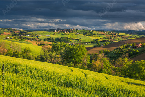 Spring view of landscapes of region Marche near Ancona during sunset. Green waves hills and lone trees make this landscape unreal.