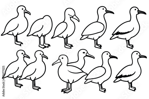 Albatross bird line art illustration