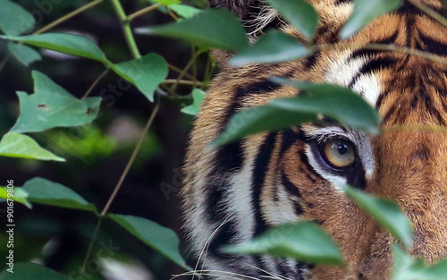 Canvas Print Royal Bengal Tiger