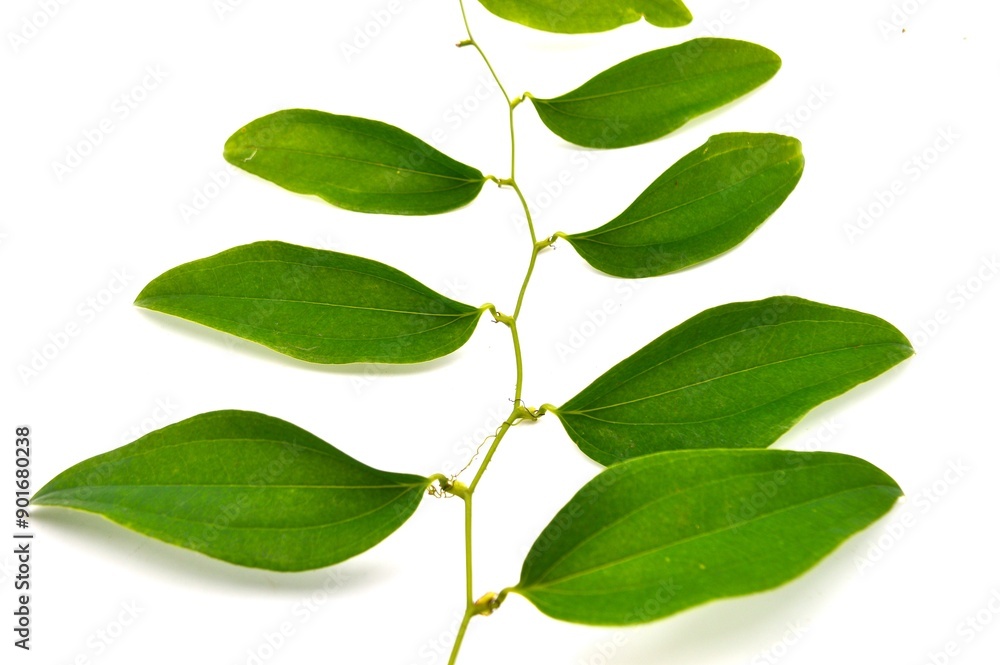 Fototapeta premium green vines leaves isolated on white background