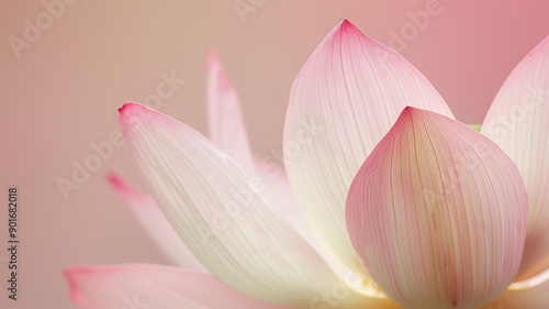 Close-Up Delicate Pink Lotus Flower Petals