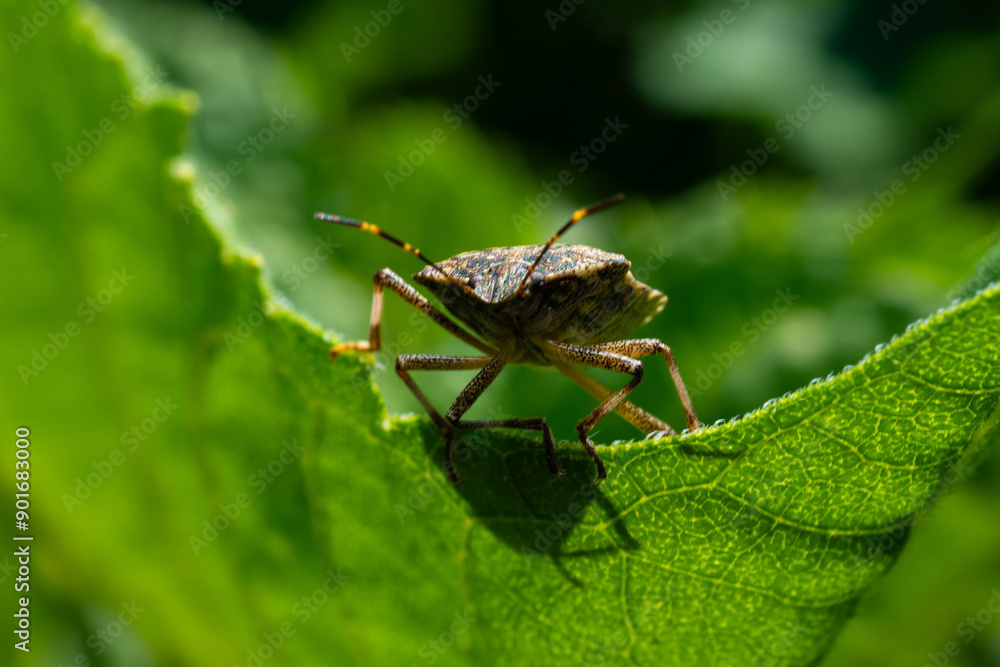 Fototapeta premium green shield bug