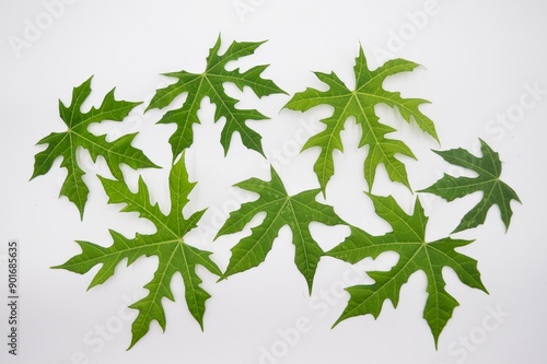 Unique Cnidoscolus aconitifolius or chaya plant on white background