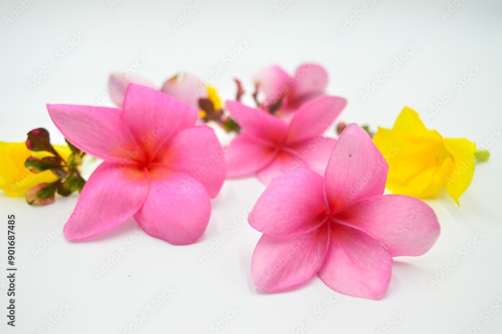 frangipani flower isolated on white background frangipani flower isolated on white background