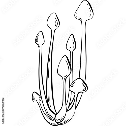 enoki mushroom