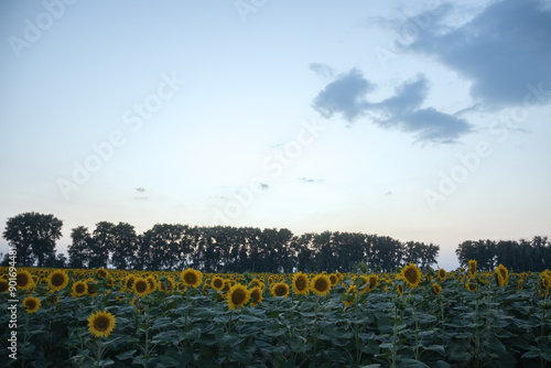 A field of sunflowers against trees in the evening