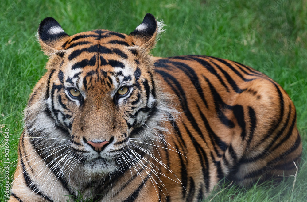Tiger close up and sitting and watching Tiger close up and sitting and watching