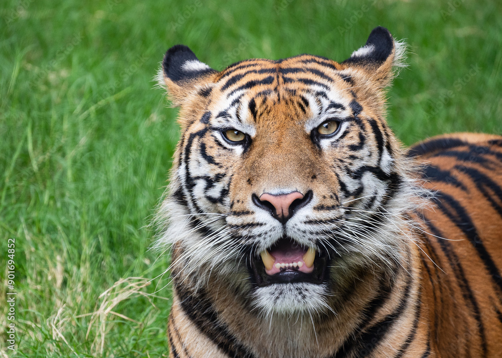 Tiger close up and sitting and watching Tiger close up and sitting and watching