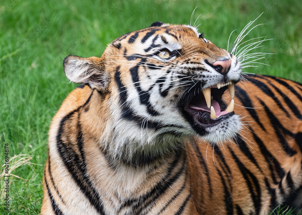 Tiger close up and sitting and watching Tiger close up and sitting and watching