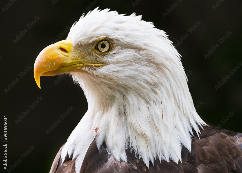 Fototapeta premium Bald eagle up close and personal