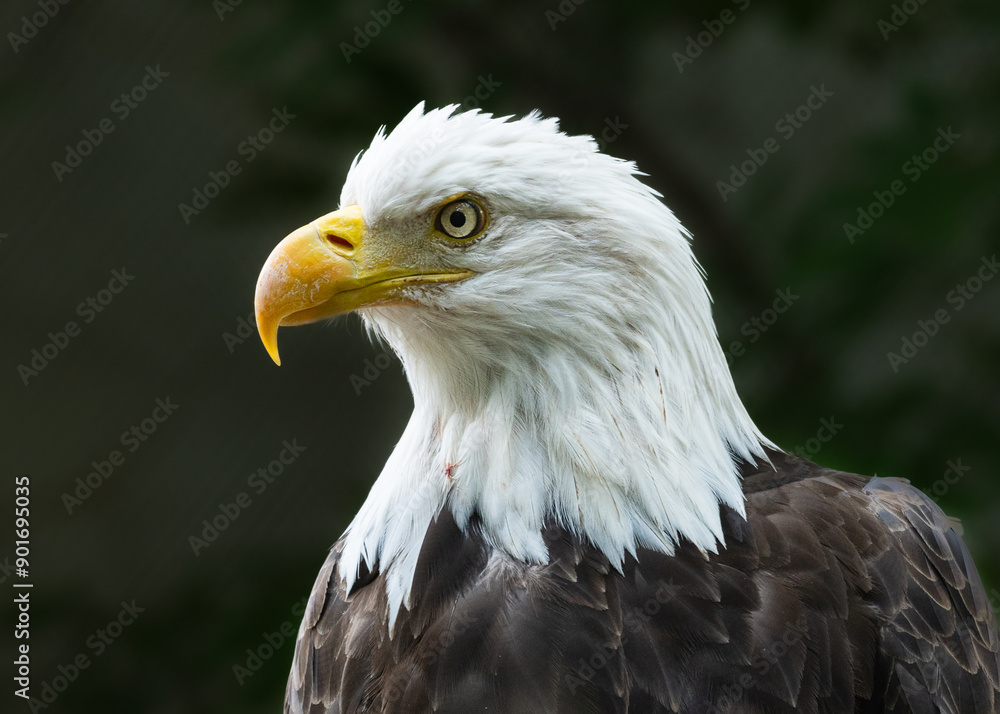 Bald eagle up close and personal Bald eagle up close and personal