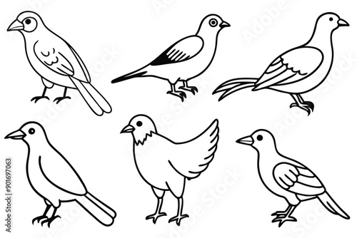 Avian bird line art illustration