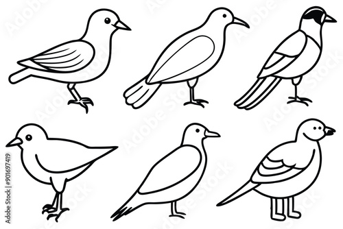 Avian bird line art illustration