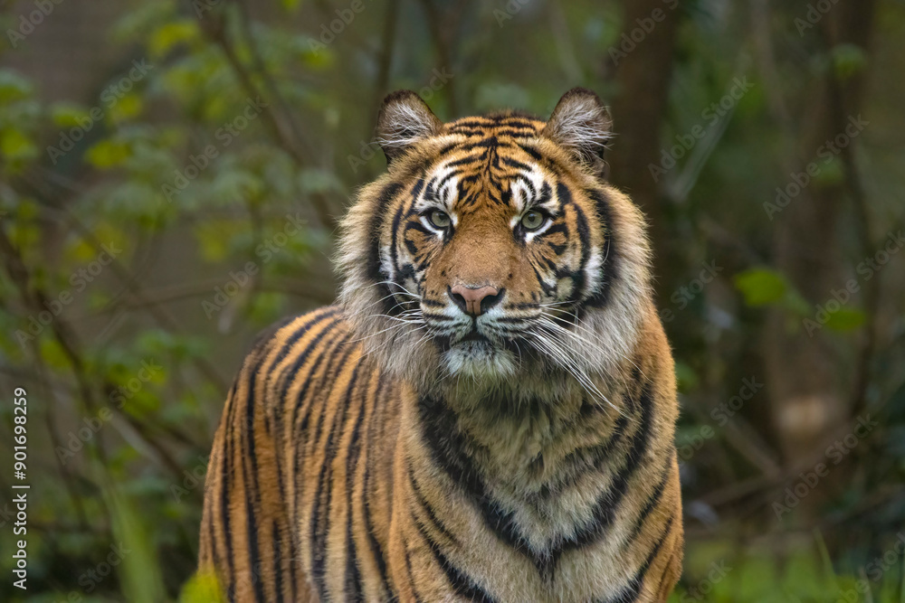 Fototapeta premium Female Sumatran tiger