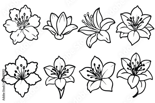Azalea flower line art illustration