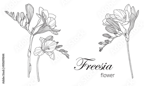hand drawing line art flowers freesia set isolated on white background 