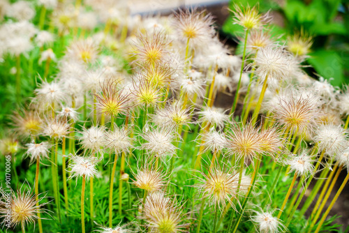 Obraz na plátne Pasqueflower seed heads (Pulsatilla vulgaris)