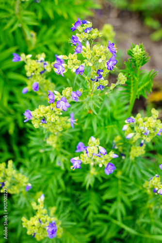 Jacob's-ladder or Greek valerian (Polemonium caeruleum) 'Blue Pearl' plant photo