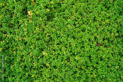 Lemon Thyme (Thymus citriodorus) 'Doone Valley' Garden Ground Cover plant