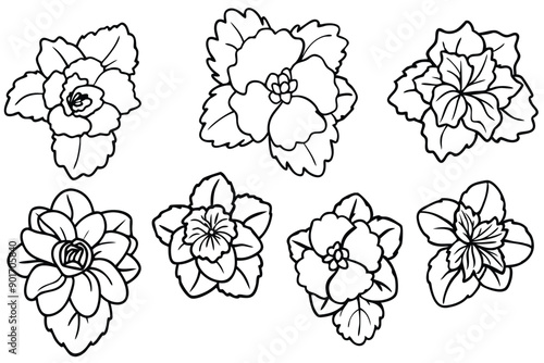 Begonia flower line art illustration