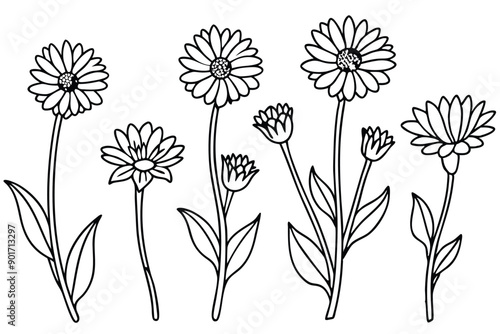 Calendula flower line art illustration