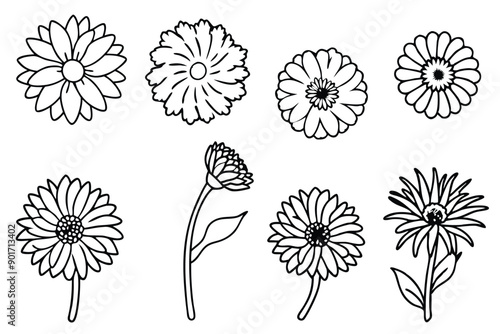 Calendula flower line art illustration