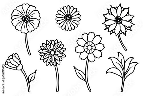 Calendula flower line art illustration