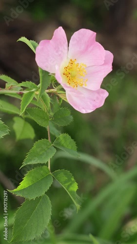 Close up of a blooming beautiful wild rose in spring time
