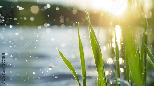 Sunlit Dew on Grass by Lakeside with Bokeh Effect in Summer Morning Light photo