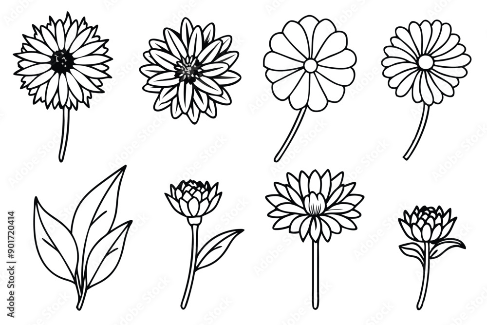 Fototapeta premium Calendula flower line art illustration