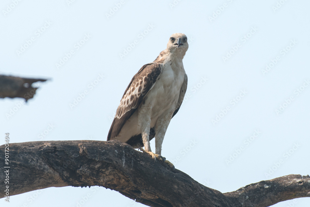 Brown fish eagle perched on a branch looking to hunt Brown fish eagle perched on a branch looking to hunt