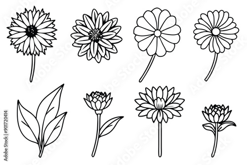 Calendula flower line art illustration