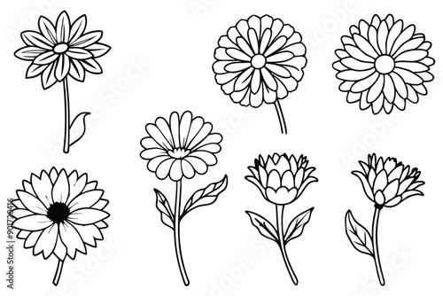 Calendula flower line art illustration