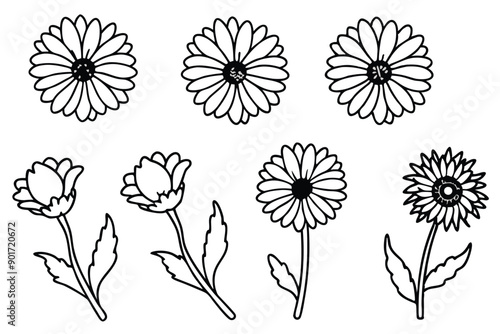 Calendula flower line art illustration