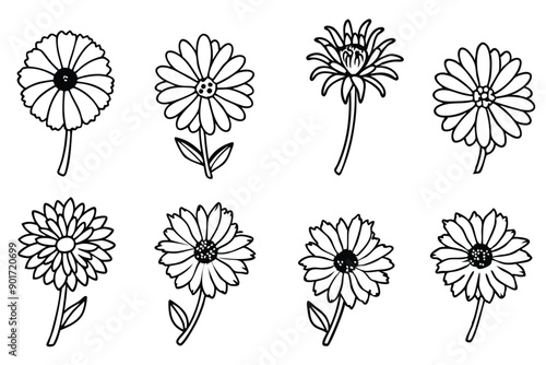 Calendula flower line art illustration