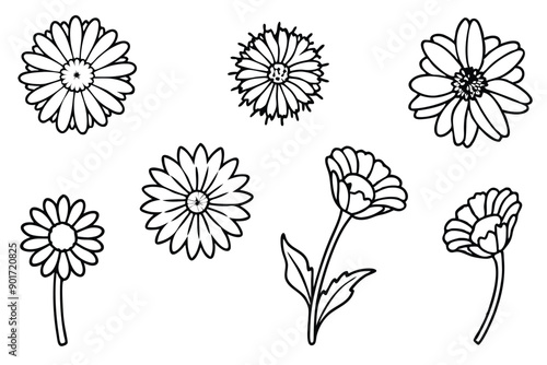 Calendula flower line art illustration