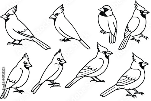 Cardinal bird line art illustration