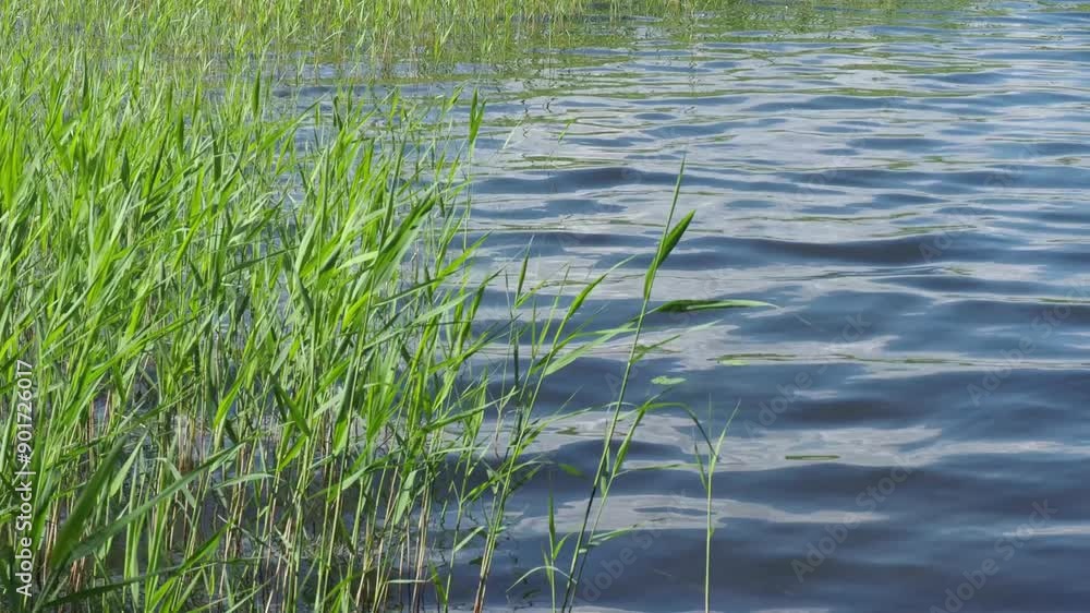 Lake, river or pond and reeds. Lightly rippling water surface. Little wind on a sunny summer day Lake, river or pond and reeds. Lightly rippling water surface. Little wind on a sunny summer day