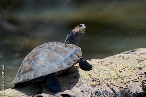 TARICAYAS TURTLES, with their distinctively smooth shells and gentle presence, cluster together on a log and along the lake's edge photo