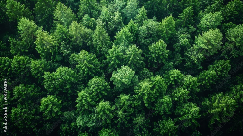 Lush Green Pine Forest Captured From Above During Clear Summer Day. Generative AI Lush Green Pine Forest Captured From Above During Clear Summer Day. Generative AI
