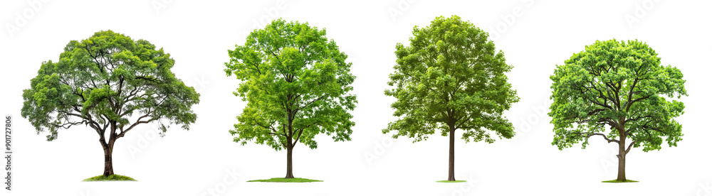 collection of large green tree with leaves isolated on transparent or white background collection of large green tree with leaves isolated on transparent or white background