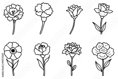 Carnation flower line art illustration