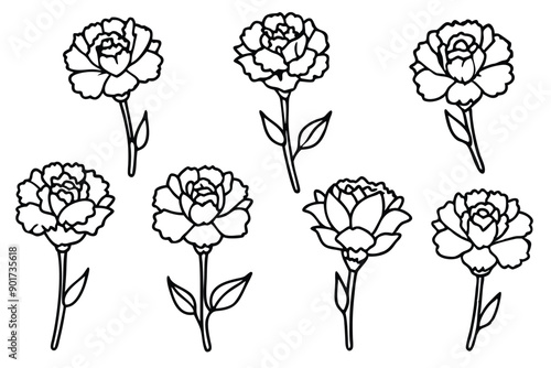 Carnation flower line art illustration
