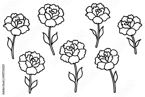 Carnation flower line art illustration
