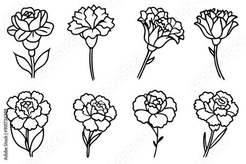 Carnation flower line art illustration