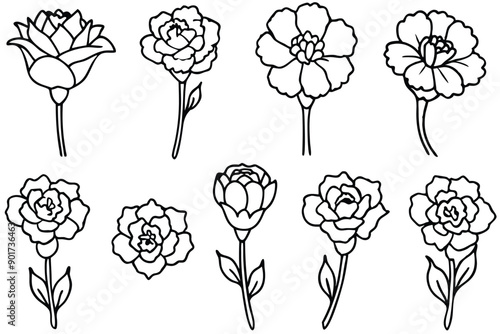 Carnation flower line art illustration